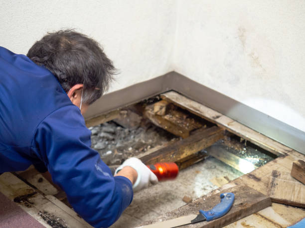 Best Attic Mold Removal  in Pleasanton, CA