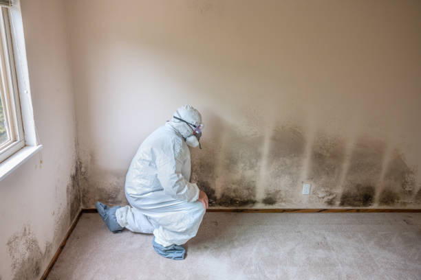 Best Mold Testing  in Pleasanton, CA