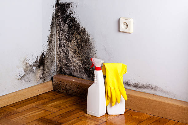 Best Fast Mold Removal  in Pleasanton, CA